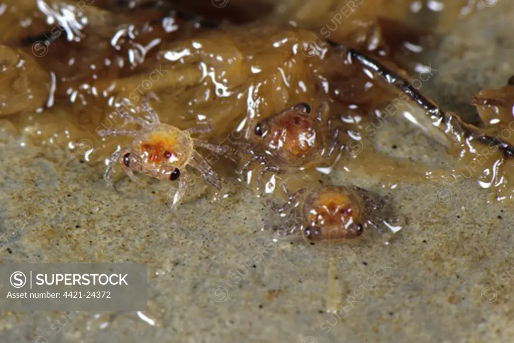Mandarin Crab (Geosesarma notophorum) newly hatched young, Pulau Lingga (Lingga Islands), Riau Islands Province, Sumatra, Indonesia