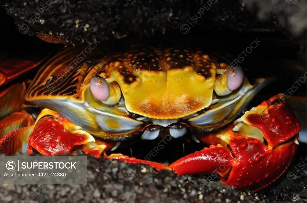 Sally Lightfoot Crab (Grapsus grapsus) adult, hiding in rock crevice, Galapagos Islands
