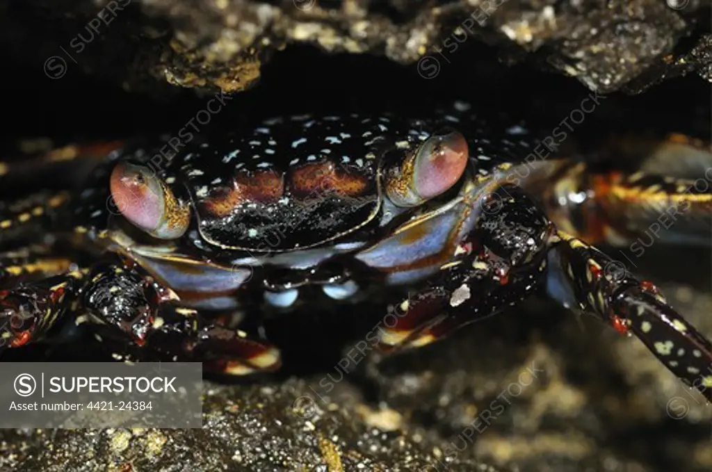Sally Lightfoot Crab (Grapsus grapsus) juvenile, hiding in rock crevice, Galapagos Islands