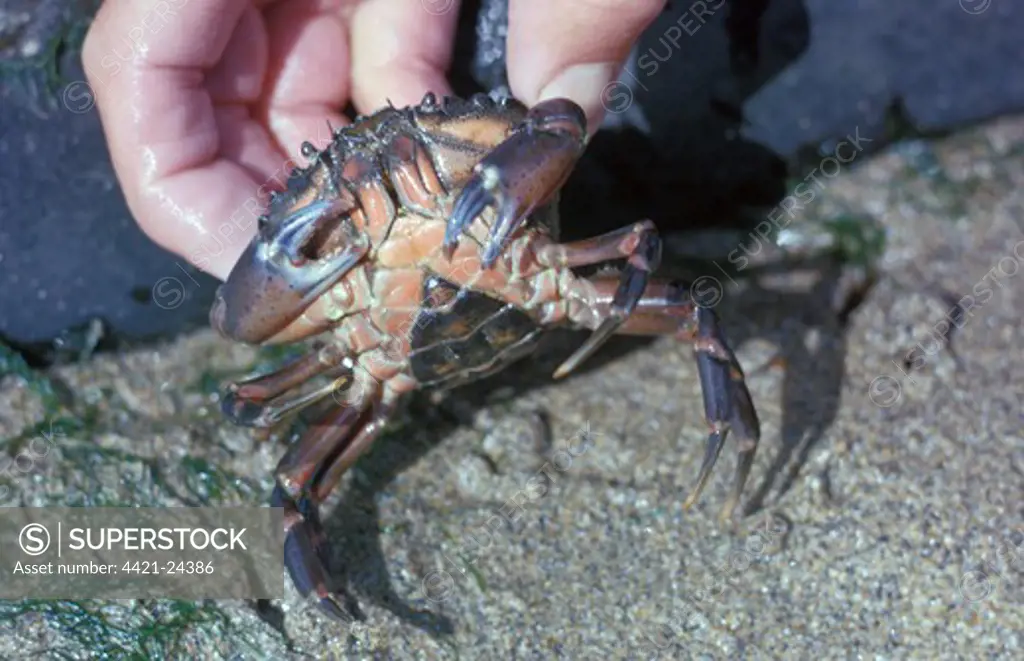 Shore Crab (Carcinus maenas) Female, underside