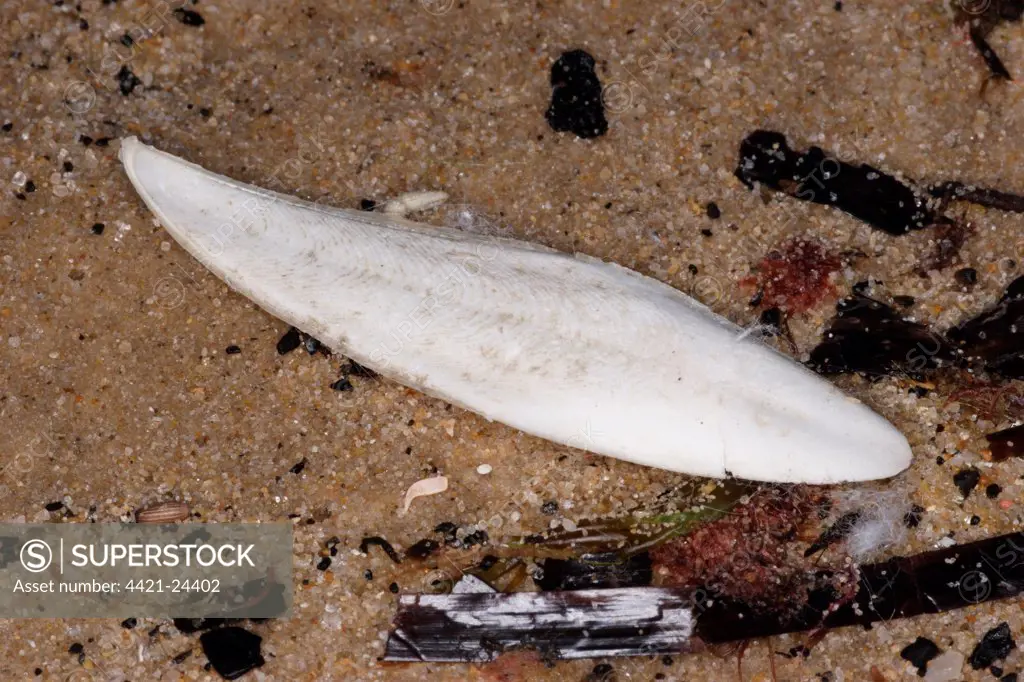 Elegant Cuttlefish (Sepia elegans) cuttlebone, washed up on beach strandline, Charnel, Dorset, England, january