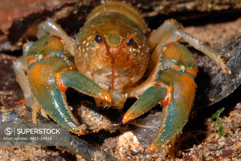Madagascan Forest Crayfish (Astacoides granulimanus) adult, in primary rainforest, Ranomafana N.P., Eastern Madagascar, august