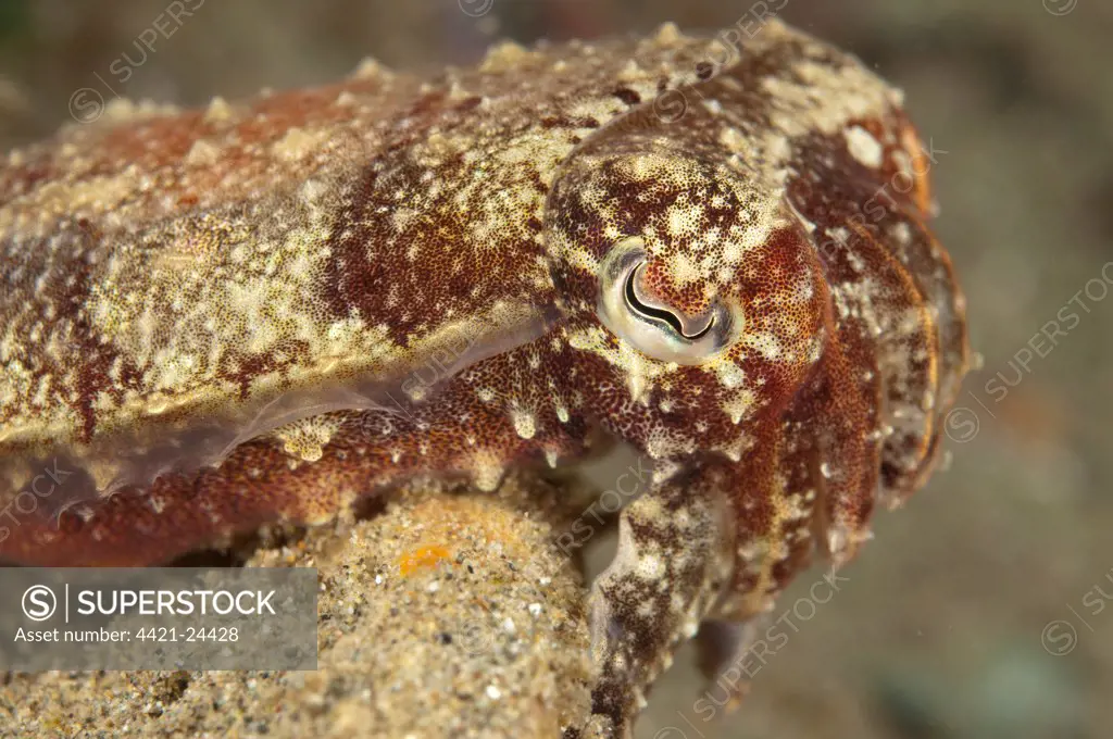 Broadclub Cuttlefish (Sepia latimanus) adult, Ambon Island, Maluku Islands, Banda Sea, Indonesia