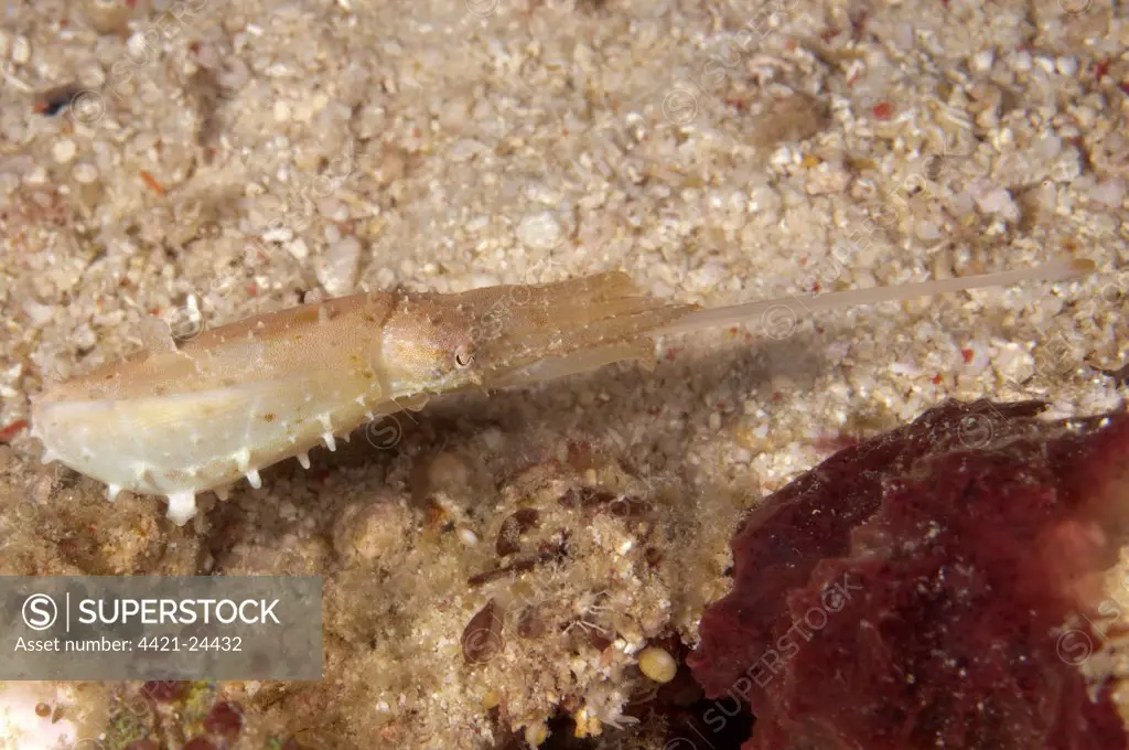 Broadclub Cuttlefish (Sepia latimanus) adult, feeding, with tentacles extended, Siamil Island, Sabah, Borneo, Malaysia