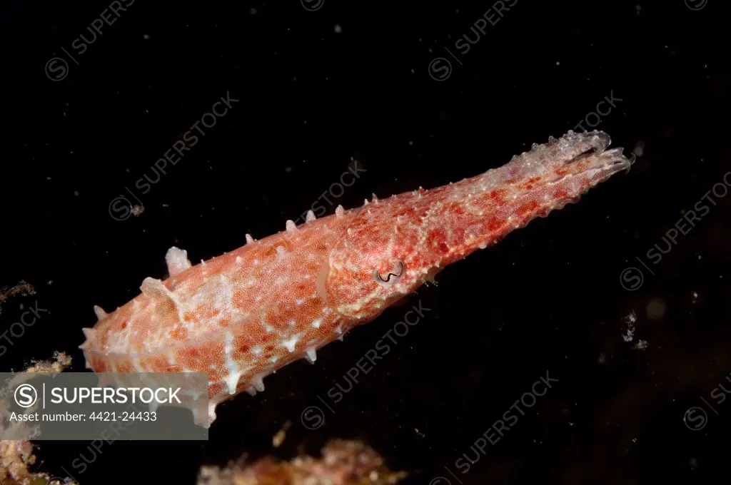 Broadclub Cuttlefish (Sepia latimanus) adult, swimming, Siamil Island, Sabah, Borneo, Malaysia
