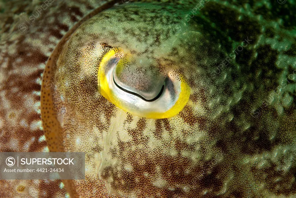 Broadclub Cuttlefish (Sepia latimanus) adult, close-up of eye, Siamil Island, Sabah, Borneo, Malaysia
