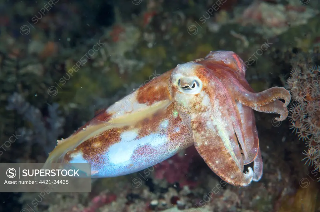 Broadclub Cuttlefish (Sepia latimanus) adult, swimming in reef, Channel Island, Aljui Bay, Raja Ampat, West Papua, New Guinea, Indonesia
