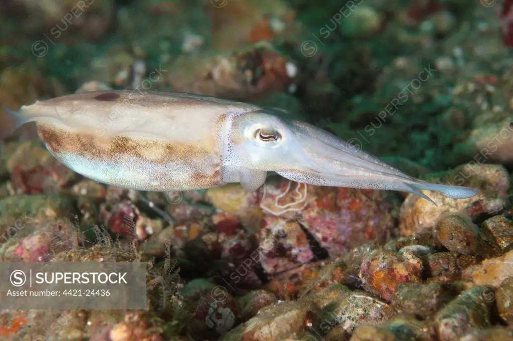 Broadclub Cuttlefish (Sepia latimanus) adult, feeding, Ambon Island, Maluku Islands, Banda Sea, Indonesia