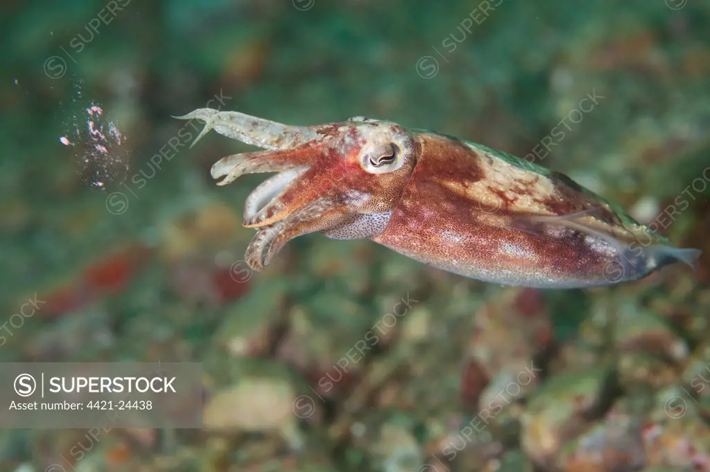 Broadclub Cuttlefish (Sepia latimanus) adult, with sperm residue after mating, Ambon Island, Maluku Islands, Banda Sea, Indonesia