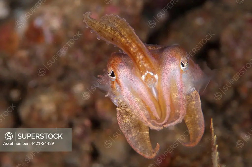 Broadclub Cuttlefish (Sepia latimanus) adult, in defensive posture, Ambon Island, Maluku Islands, Banda Sea, Indonesia