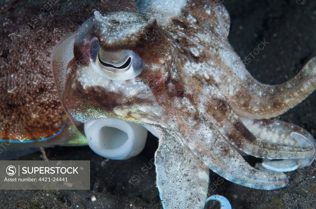 Broadclub Cuttlefish (Sepia latimanus) adult, with siphon visible, Lembeh Straits, Sulawesi, Sunda Islands, Indonesia