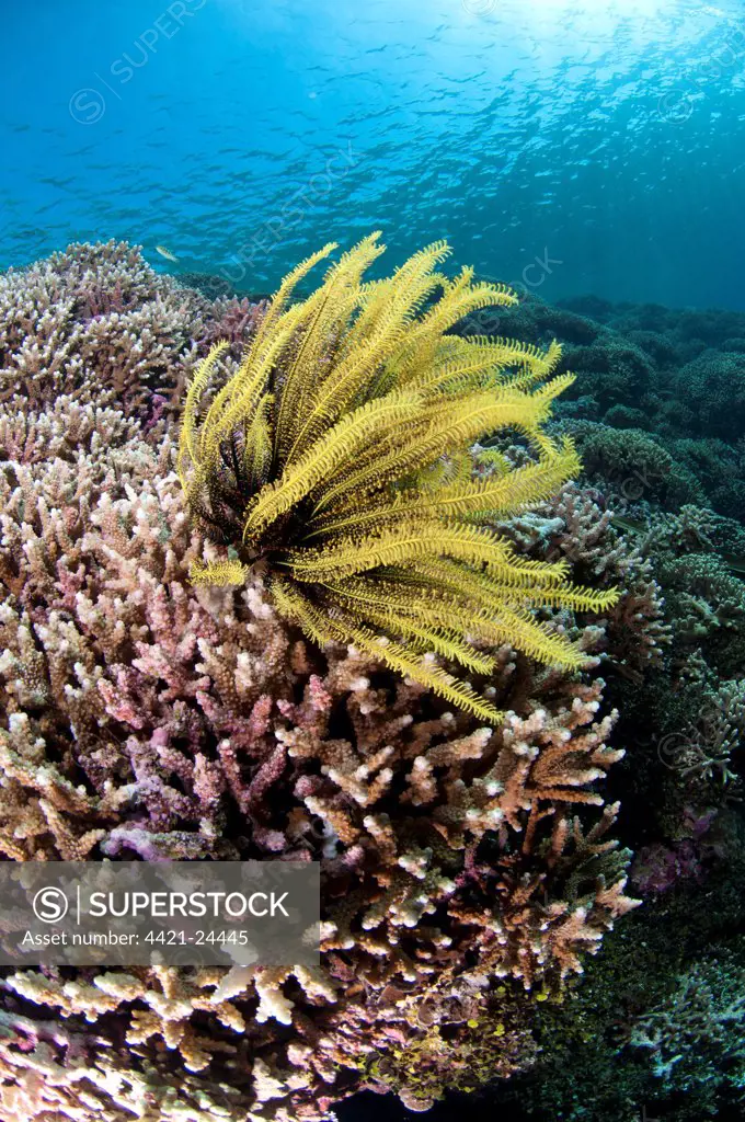 Feather-star (Crinoidea sp.) on Staghorn Coral (Acropora sp.) in reef habitat, Bingkudu Island, Penyu Islands, Maluku Islands, Banda Sea, Indonesia