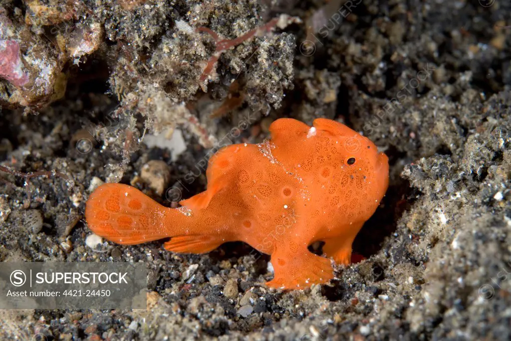 Orange Painted Frogfish (Antennarius pictus) juvenile, on seabed, Lembeh Island, Sulawesi, Indonesia