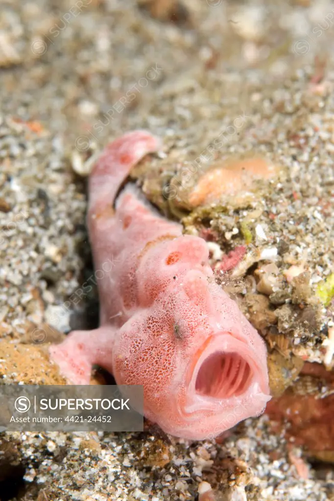 Pink Painted Frogfish (Antennarius pictus) adult, yawning, Lembeh Island, Sulawesi, Indonesia