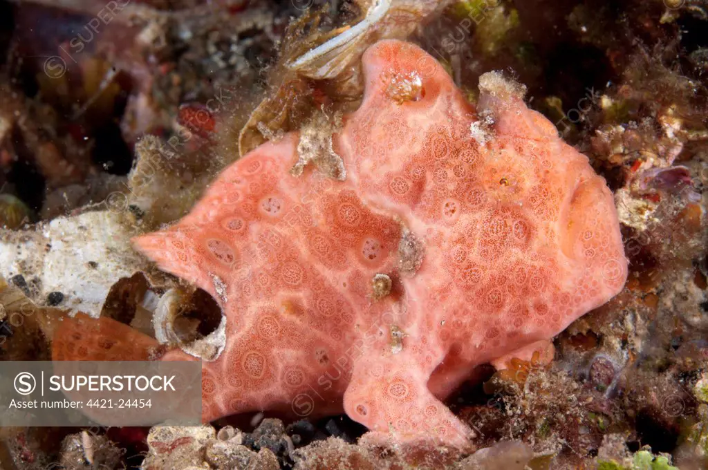 Painted Frogfish (Antennarius pictus) pink adult, resting on reef, Lembeh Straits, Sulawesi, Sunda Islands, Indonesia