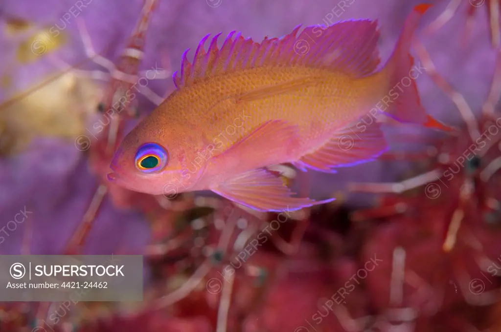 Stocky Anthias (Pseudanthias hypselosoma) adult, swimming in reef, Seraya Beach Resort, Bali, Lesser Sunda Islands, Indonesia