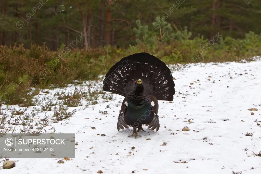 Western Capercaillie (Tetrao urogallus) adult male, displaying in snow, in coniferous forest, Cairngorms, Highlands, Scotland, winter