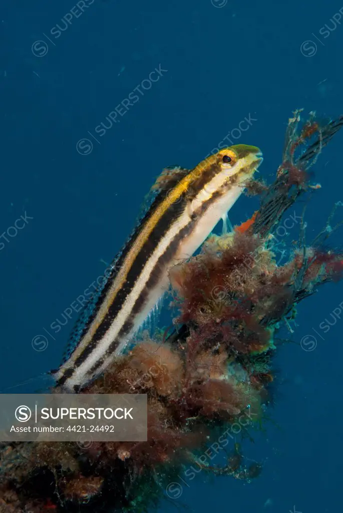 Lined Fangblenny (Meiacanthus lineatus) adult, resting on coral encrusted rope, Lembeh Straits, Sulawesi, Sunda Islands, Indonesia