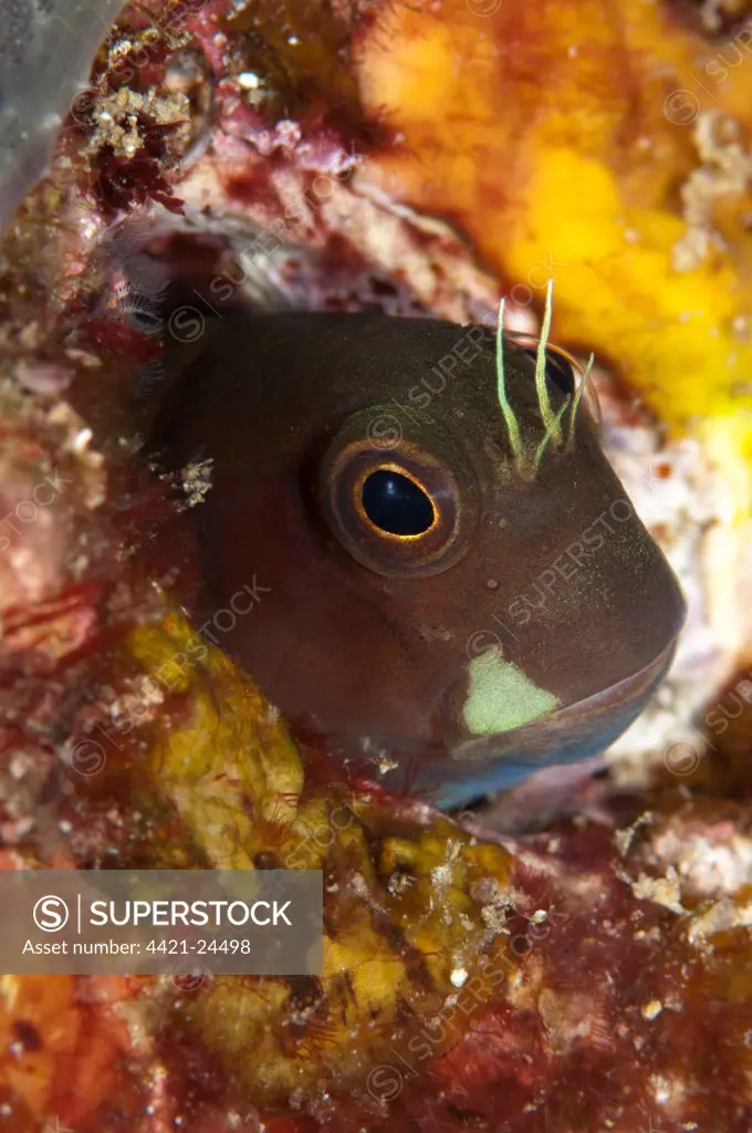 Bicolour Blenny (Ecsenius bicolor) brown colour variation, adult, sheltering in coral hole, Boo Island, Raja Ampat Islands (Four Kings), West Papua, New Guinea, Indonesia
