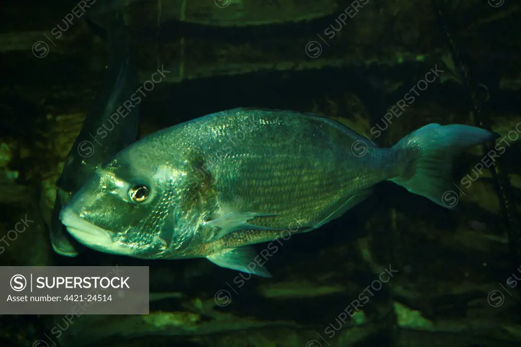 Gilthead Bream (Sparus aurata) adult, swimming, in aquarium