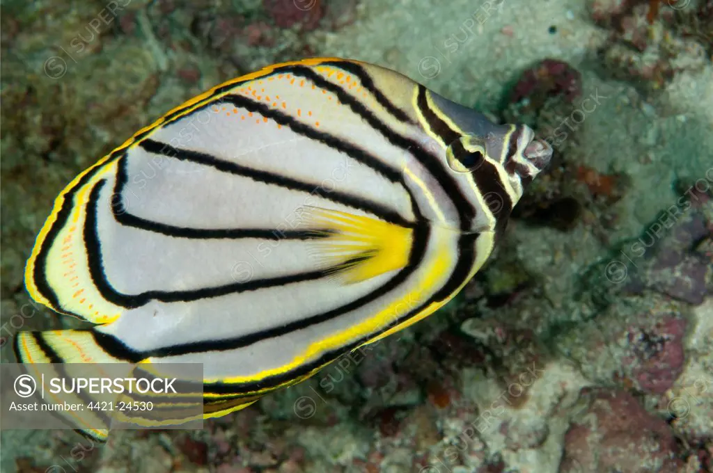 Meyer's Butterflyfish (Chaetodon meyeri) adult, swimming over reef, Sipadan Island, Sabah, Borneo, Malaysia
