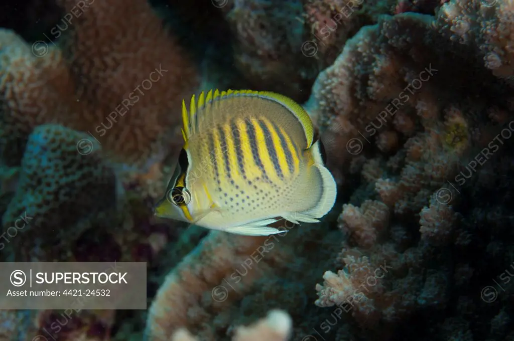 Spot-banded Butterflyfish (Chaetodon punctatofasciatus) adult, swimming in reef, Uhak Reef, Wetar Island, Barat Daya Islands, Lesser Sunda Islands, Maluku Province, Indonesia