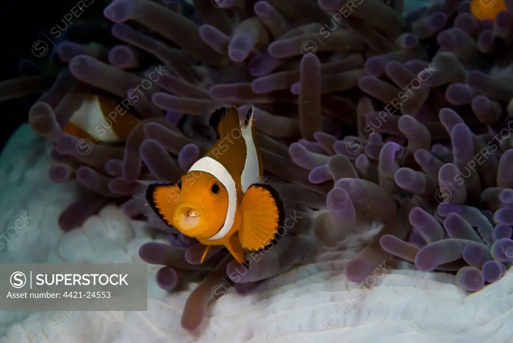 False Clown Anemonefish (Amphiprion ocellaris) adult, with parasite on tongue, in anemone, Lembeh Island, Sulawesi, Indonesia