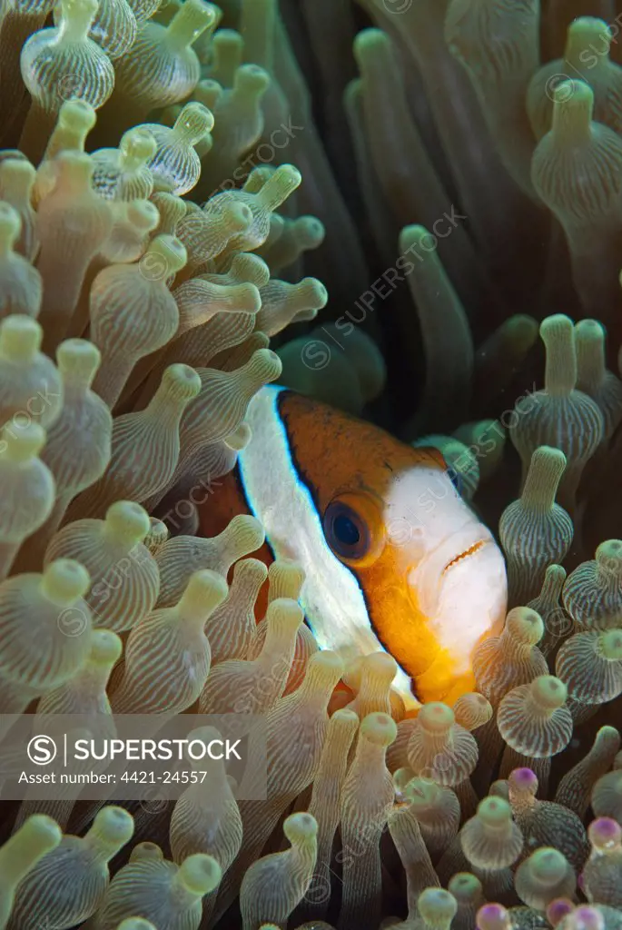 Threeband Anemonefish (Amphiprion tricinctus) adult, sheltering in Bulb Tentacle Sea Anemone (Entacmaea quadricolor), Reta Island, Alor Archipelago, Lesser Sunda Islands, Indonesia