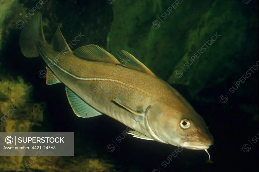 Atlantic Cod (Gadus morhua) adult, swimming