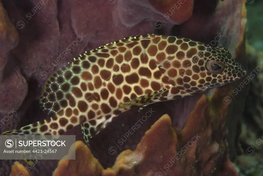 Honeycomb Grouper (Epinephelus merra) adult, Lembeh Straits, Sulawesi, Sunda Islands, Indonesia