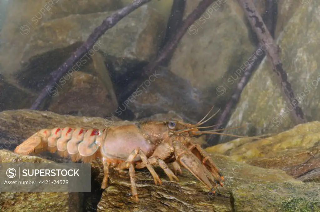 American River Crayfish (Orconectes limosus) introduced species, adult male, resting on rocks, Italy, april