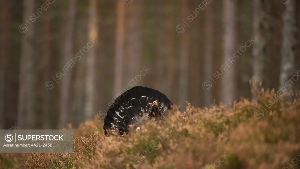 Western Capercaillie (Tetrao urogallus) rogue adult male, displaying in pine forest, Cairngorms N.P., Highlands, Scotland, march