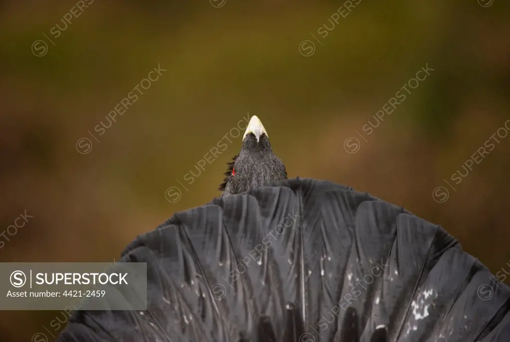 Western Capercaillie (Tetrao urogallus) rogue adult male, tail, displaying in pine forest, Cairngorms N.P., Highlands, Scotland, march