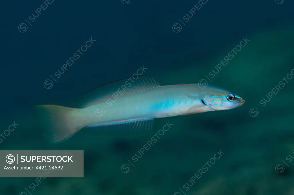 Pearly Dartfish (Ptereleotris microlepis) adult, swimming, 'Blue Water Muck' dive site, Uhak River, Wetar Island, Barat Daya Islands, Lesser Sunda Islands, Maluku Province, Indonesia
