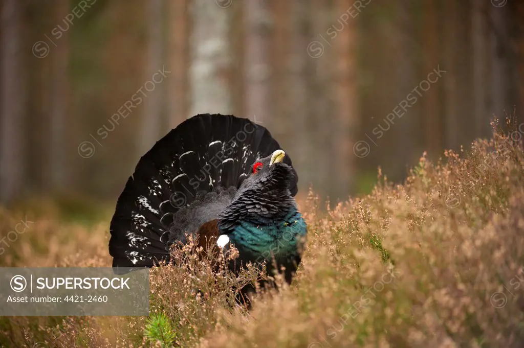 Western Capercaillie (Tetrao urogallus) rogue adult male, displaying in pine forest, Cairngorms N.P., Highlands, Scotland, march