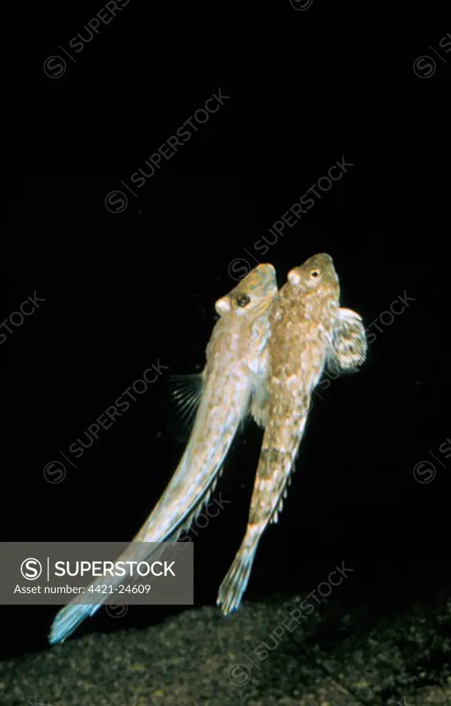 Common  Dragonet (Callionymus lyra) Male and female begin 'nuptial swim'