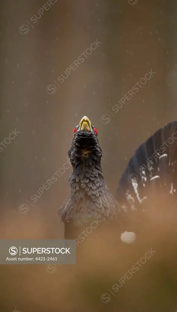 Western Capercaillie (Tetrao urogallus) rogue adult male, displaying in pine forest during rain, Cairngorms N.P., Highlands, Scotland, march