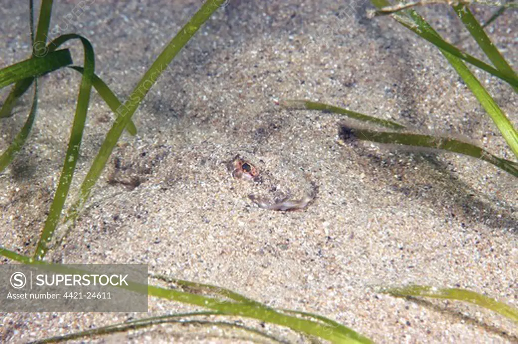 Common Dragonet (Callionymus lyra) adult, buried on sandy seabed amongst eelgrass, Swanage, Dorset, England, july