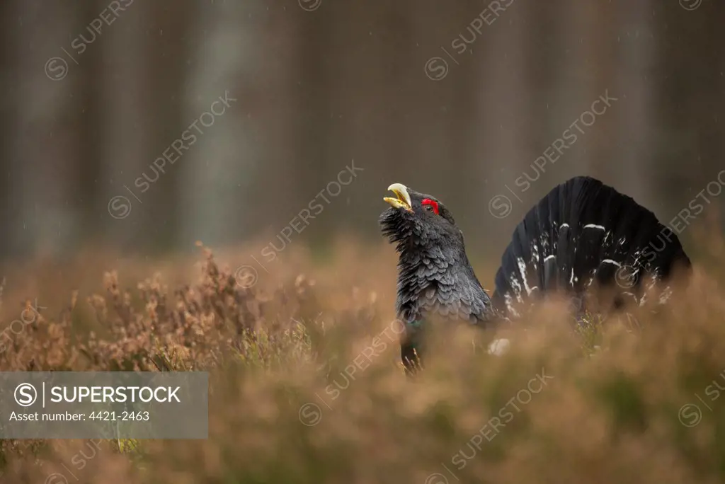 Western Capercaillie (Tetrao urogallus) rogue adult male, displaying in pine forest during rain, Cairngorms N.P., Highlands, Scotland, march