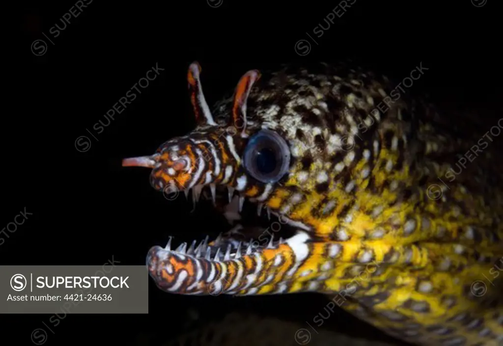 Dragon Moray Eel (Enchelycore pardalis) adult, close-up of head, Flying Fish Cove dive site, Christmas Island, Australia