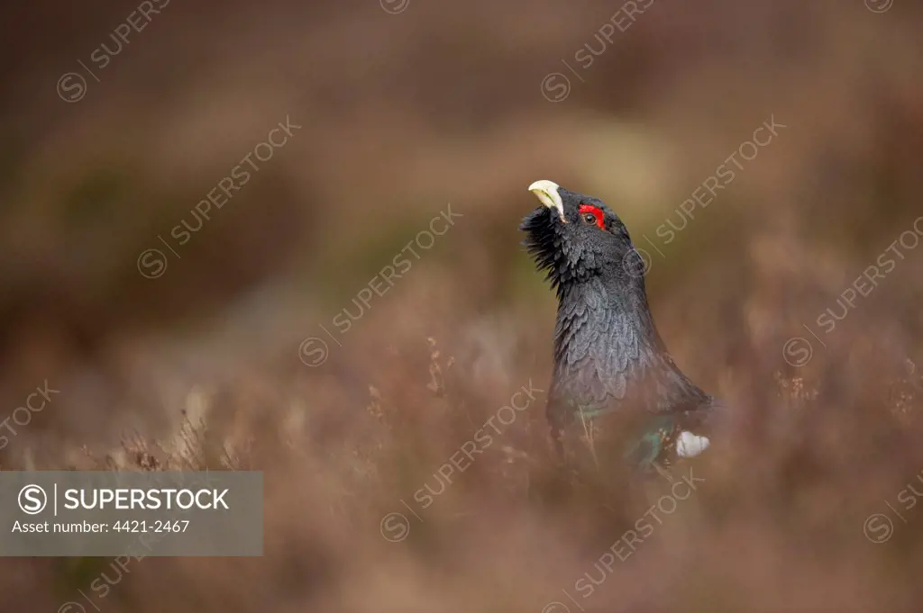 Western Capercaillie (Tetrao urogallus) rogue adult male, displaying in pine forest clearing, Cairngorms N.P., Highlands, Scotland, march