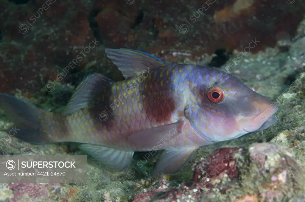 Double-bar Goatfish (Parupeneus bifasciatus) adult, in purple colour phase that occurs when resting, Wayilbatan, West Papua, New Guinea, Indonesia