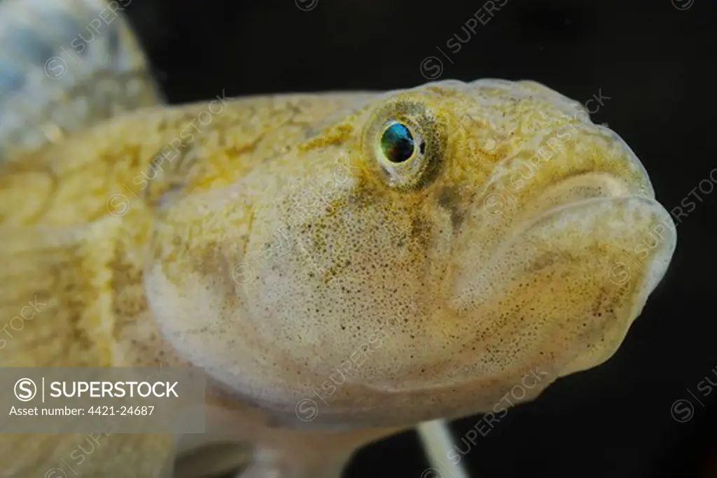 Common Goby (Padogobius bonelli) adult, close-up of head, Italy, august