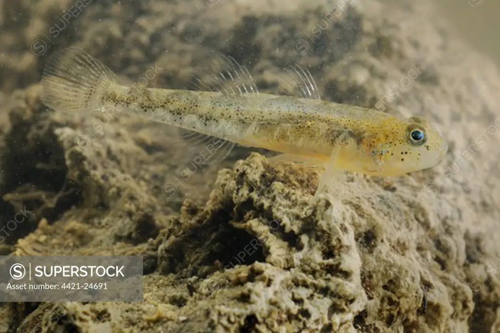 Adriatic Dwarf Goby (Knipowitschia panizzae) adult, swimming over rock, Italy, july