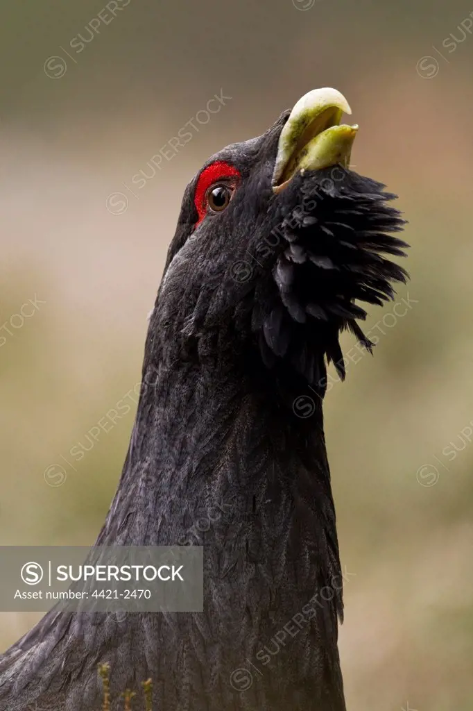 Western Capercaillie (Tetrao urogallus) adult male, close-up of head and neck, displaying in pine forest, Cairngorm N.P., Highlands, Scotland, january