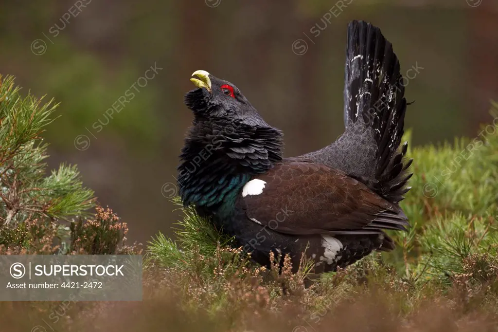 Western Capercaillie (Tetrao urogallus) adult male, displaying in pine forest, Cairngorm N.P., Highlands, Scotland, january