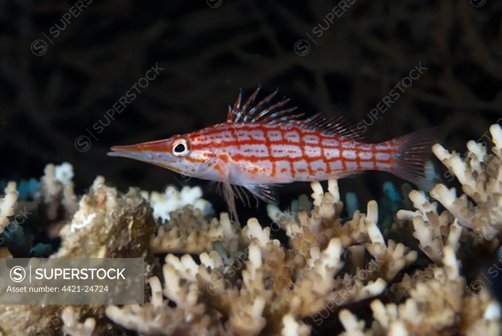 Longnose Hawkfish (Oxycirrhites typus) adult, on coral, Caldera, Komba Island, Lesser Sunda Islands, Indonesia