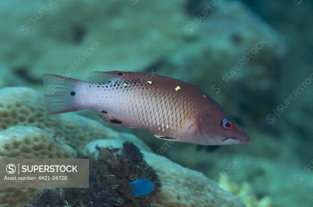 Diana's Hogfish (Bodianus diana) adult, swimming in reef, Tutuntute, Wetar Island, Barat Daya Islands, Lesser Sunda Islands, Maluku Province, Indonesia