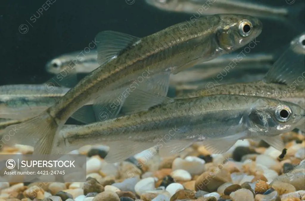 Fish - Minnow (Phoxinus phoxinus)