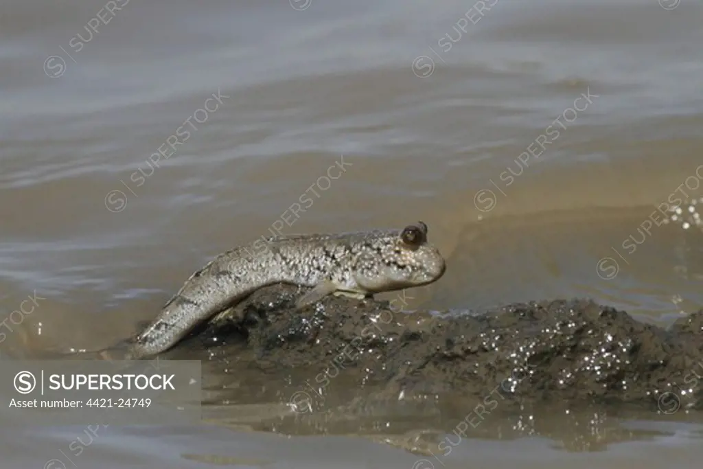 Mudskipper (Periophthalmus sp.) adult, climbing out of water, Gambia